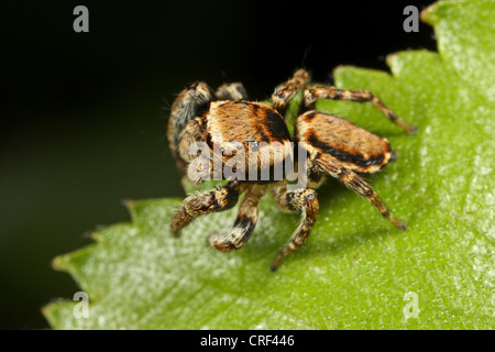 Springspinne (Evarcha Falcata), auf einem Blatt, männliche Standortwahl Stockfoto