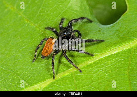 Springspinne (Carrhotus Xanthogramma, Carrhotus bicolor), Standortwahl auf einem Blatt, Männlich Stockfoto