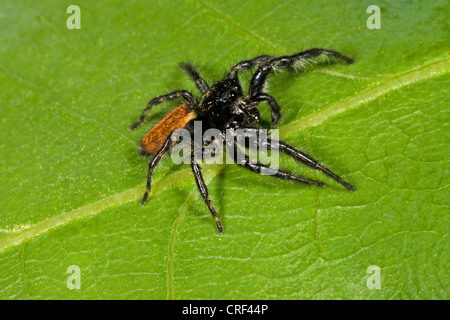 Springspinne (Carrhotus Xanthogramma, Carrhotus bicolor), Standortwahl auf einem Blatt, Männlich Stockfoto