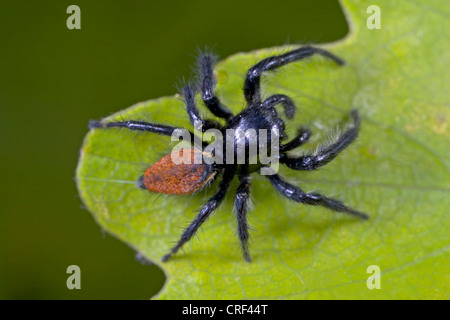 Springspinne (Carrhotus Xanthogramma, Carrhotus bicolor), Standortwahl auf einem Blatt, Männlich Stockfoto