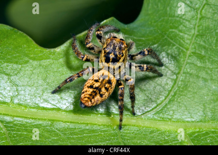 Springspinne (Carrhotus Xanthogramma, Carrhotus bicolor), Standortwahl auf einem Blatt, Weiblich Stockfoto