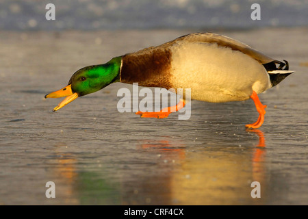 Stockente (Anas Platyrhynchos), Drake auf zugefrorenen See Stockfoto