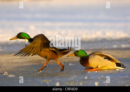 Stockente (Anas Platyrhynchos), zwei Erpel auf zugefrorenen See Stockfoto