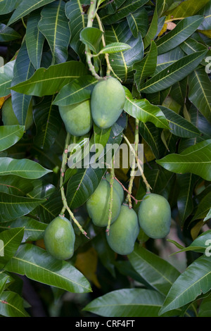 Mango (Mangifera Indica), Früchte am Baum, Namibia Stockfoto