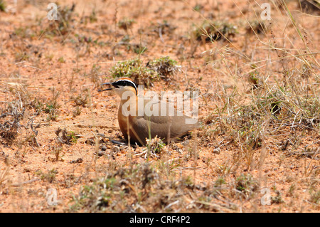 Indische Renner Stockfoto