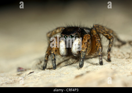 Spinne (Asianellus Festivus, Phlegra Festiva, Aelurillus Festivus) springen, sitzt auf einem Stein, Männlich Stockfoto