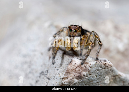 Spinne (Aelurillus V-Insignitus, Phlegra V-Insignita) springen, sitzt auf einem Stein, Männlich Stockfoto