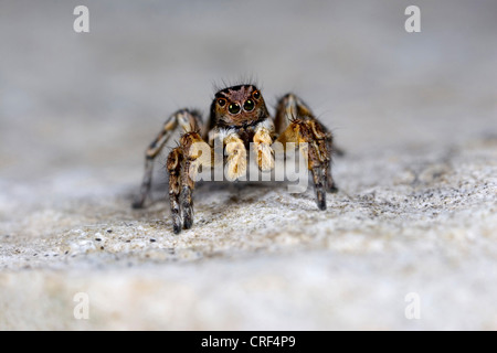 Spinne (Aelurillus V-Insignitus, Phlegra V-Insignita) springen, sitzt auf einem Stein, Männlich Stockfoto