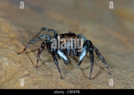 Adanson des Hauses Jumper (Hasarius Adansoni), sitzt auf einem Stein, Männlich Stockfoto