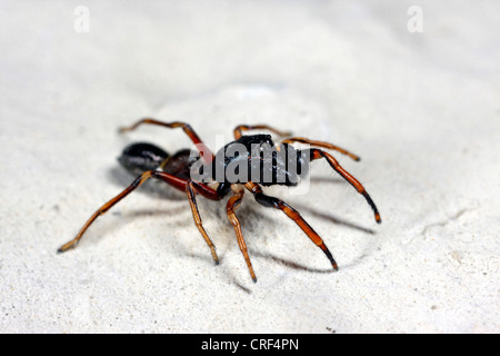 Ameise Spinne (Leptorchestes Berolinensis), sitzt auf einem Stein, Männlich Stockfoto