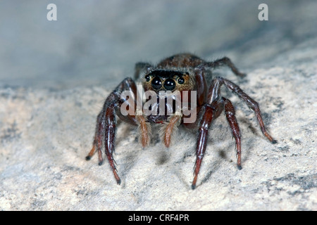 Adanson des Hauses Jumper (Hasarius Adansoni), sitzt auf einem Stein, Weiblich Stockfoto