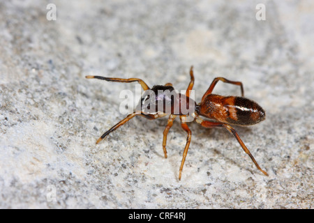 Ameise Spinne (Myrmarachne Formicarien), sitzt auf einem Stein, Weiblich Stockfoto