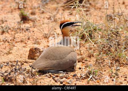 Indische Renner Stockfoto