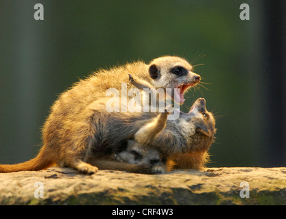Suricate, schlank-tailed Erdmännchen (Suricata Suricatta), kämpfen, Welpen Stockfoto