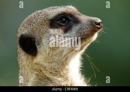 Suricate, schlank-tailed Erdmännchen (Suricata Suricatta), portrait Stockfoto