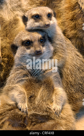 Suricate, schlank-tailed Erdmännchen (Suricata Suricatta), zwei Individuen umarmt Stockfoto