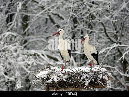 Weißstorch (Ciconia Ciconia), zwei Störche auf Schnee bedeckt nest Stockfoto