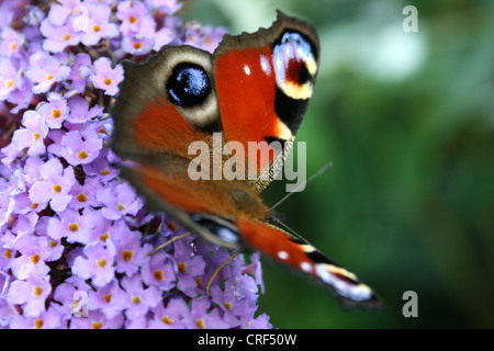 Pfau Motte, Pfau (Inachis Io, Nymphalis Io), saugen an sitzen auf violett Schmetterlingsstrauch Buddleja davidii Stockfoto