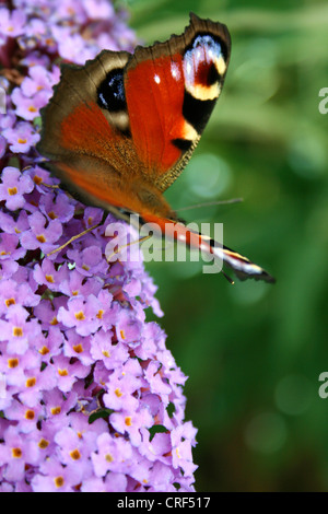 Pfau Motte, Pfau (Inachis Io, Nymphalis Io), saugen an sitzen auf violett Schmetterlingsstrauch Buddleja davidii Stockfoto