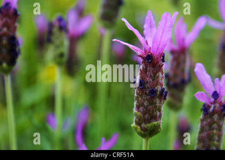 Französischer Lavendel (Lavandula Stoechas), blühen Stockfoto