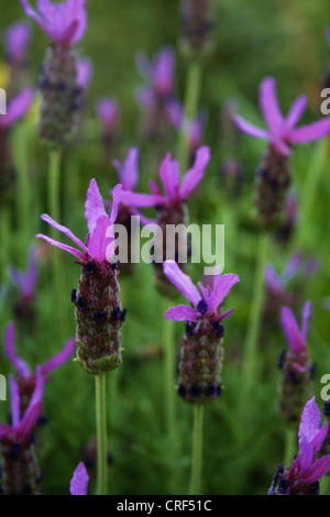 Französischer Lavendel (Lavandula Stoechas), blühen Stockfoto