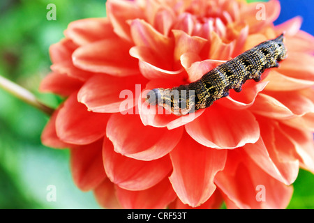 Elefant Hawkmoth (Deilephila Elpenor), kriechend auf eine Dahlie Blüte Stockfoto