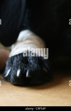 Mischling Hund (Canis Lupus F. Familiaris) verletzt Hund Pfote im detail Stockfoto