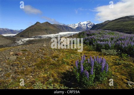 Nootka lupine, Alaska Lupine (Lupinus Nootkatensis), wachsen Lupinen in Hülle und Fülle auf der Endmoräne des Gletschers Svinafell unterhalb der Hafrafell und Svinafell Berge, Island Stockfoto