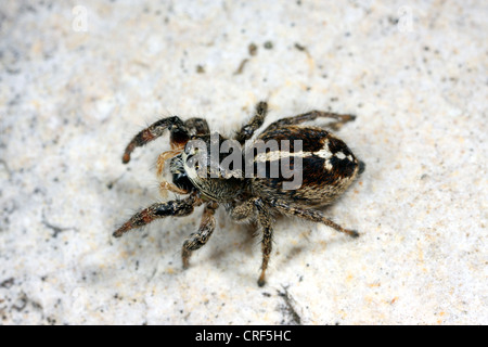 Springspinne (Pellenes Tripunctatus), weibliche auf einem Stein sitzend Stockfoto