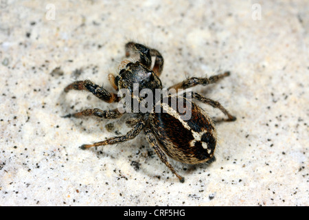 Springspinne (Pellenes Tripunctatus), weibliche auf einem Stein sitzend Stockfoto