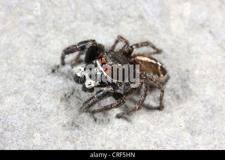 Springspinne (Pellenes Tripunctatus), männliche auf einem Stein sitzend Stockfoto