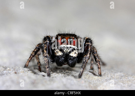 Spinne (Pellenes Tripunctatus), männliche und weibliche auf einem Stein springen Stockfoto