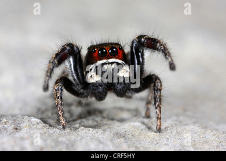 Springspinne (Pellenes Tripunctatus), männliche auf einem Stein sitzend Stockfoto