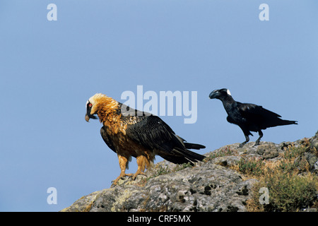 Bartgeier, Bartgeier (sollten Barbatus) und dick-billed Raven (Corvus Crassirostris), Äthiopien, Simien Mountain Nationalpark Stockfoto