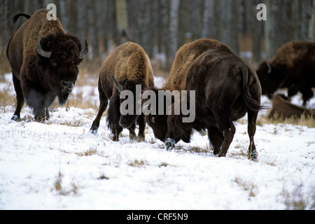 Amerikanische Bison, Büffel (Bison Bison), zwei Kühe passend ihre Kraft während eines Stiers rückt näher, Meating Saison, Kanada, Alberta, Elk Island National Park Stockfoto