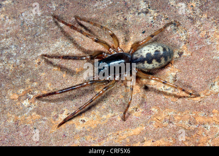 Schlange zurück Spinne, Schlange-Back Spider, Leopard Spinne, Keller Spinne (Segestria Senoculata), Weiblich, auf einem Stein sitzend Stockfoto