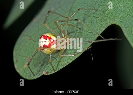 rot-weiße Spinne (Enoplognatha Ovata, Enoplognatha Lineata, Theridion Redimitum), Weiblich, sitzt auf einem Blatt Stockfoto