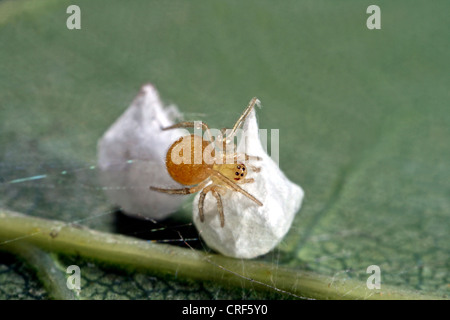 Kamm-footed Spider (Paidiscura Pallens, Theridion Pallens), Weibchen mit Kokon Stockfoto