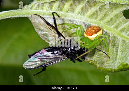 grüne Krabbenspinne (Diaea Dorsata), Weibchen mit Beute Stockfoto