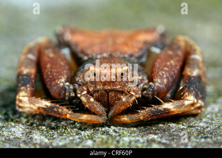Krabbenspinne (Pistius Truncatus), weibliche sitzt auf einem Blatt Stockfoto