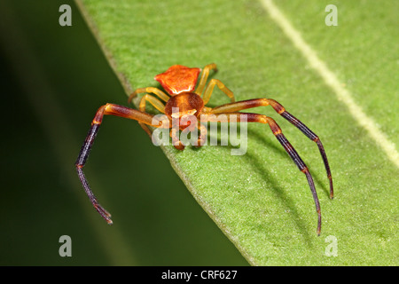 Krabbenspinne (Thomisus Onustus), männliche sitzt auf einem Blatt Stockfoto