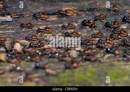 Termiten (Isoptera), Termiten zu Fuß in eine Richtung, Indonesien, Borneo, Tanjung Puting Nationalpark Stockfoto