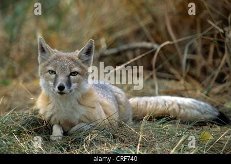 rasche Fuchs, Kit Fuchs (Vulpes Velox), liegen, Gras, Kanada Stockfoto