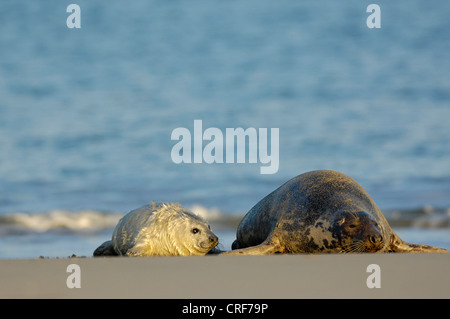 graue Dichtung (Halichoerus Grypus), Weibchen mit jungen liegen am Strand, Deutschland, Schleswig-Holstein, Helgoland Stockfoto