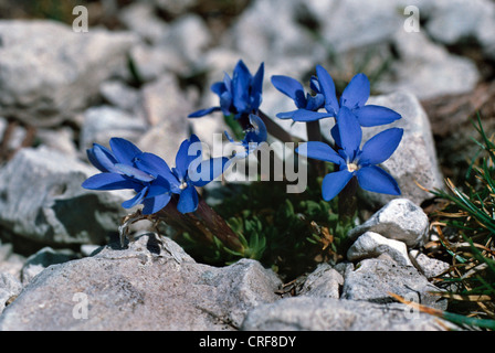 Bayerischer Enzian (Gentiana Bavarica), blühende Pflanzen Stockfoto