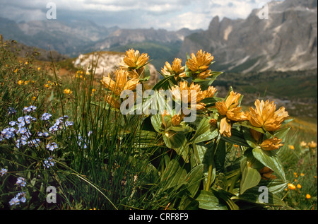 Gefleckter Enzian (Gentiana Trommler), blühende Pflanzen in einer Berglandschaft Stockfoto