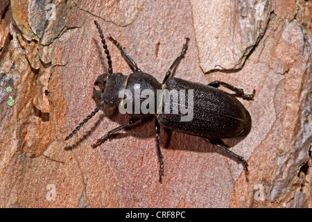 Europäischen Zylinder Longhorn Beetle (Spondylis Buprestoides), auf abgestorbenem Holz Stockfoto