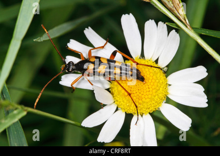 Laubholzbockkäfer (Strangalia Attenuata), auf einem Blatt Stockfoto