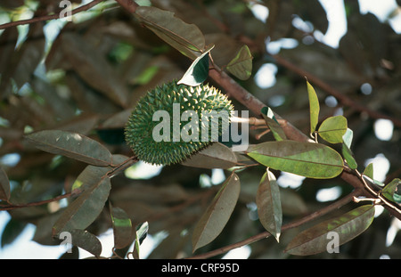 Durian (Durio Zibethinus), junge Frucht, Tansania, Sansibar Stockfoto