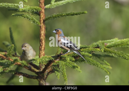 Buchfink Fringilla coelebs Männlichen und Weiblichen im Frühjahr Stockfoto